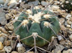 Gymnocalycium spegazzinii KV 26/2
