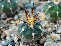 Gymnocalycium spegazzinii LF 68