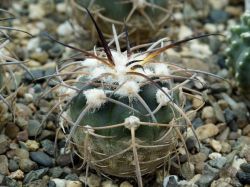 Gymnocalycium spegazzinii VG 090