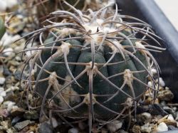 Gymnocalycium spegazzinii VG 090