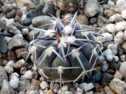 Gymnocalycium spegazzinii v. punillense VG 1276