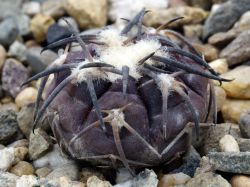 Gymnocalycium spegazzinii v. punillense HNS 441