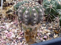 Gymnocalycium spegazzinii v. unguispinum