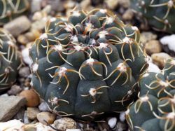 Gymnocalycium stellatum v. kleinianum VG 052