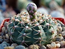 Gymnocalycium stellatum v. flavispinum VG 531