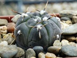 Gymnocalycium striglianum v. aeneum LB 3270