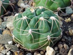 Gymnocalycium sutterianum P 191