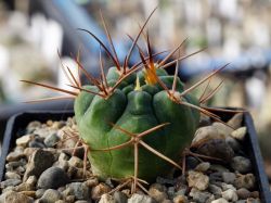 Gymnocalycium tillianum WR 227