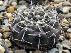 Gymnocalycium triacanthum P 124