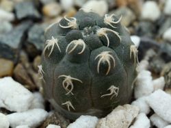 Gymnocalycium uebelmannianum VG 669