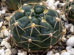 Gymnocalycium uruguayense GF 271
