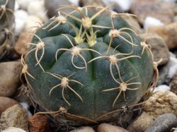 Gymnocalycium uruguayense v. roseiflorum LB 655