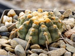 Gymnocalycium vatteri f. 1 кол