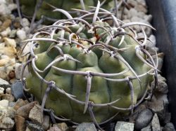 Gymnocalycium vatteri v. altautinense
