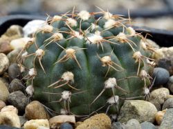 Gymnocalycium walteri GN 0376-1270