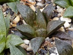 Haworthia 'Hatsu Yumedono' x esterhuizenii