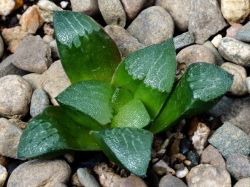 Haworthia bayeri