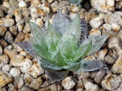 Haworthia bolusii
