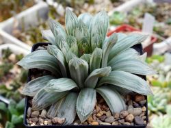 Haworthia cooperi 'Bryan Makin'