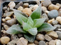 Haworthia cooperi v. venusta