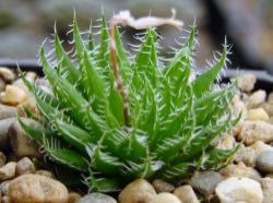 Haworthia decipiens v. xyphiophylla