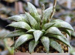 Haworthia emelyae v. major x wimii