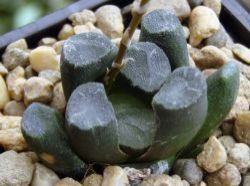 Haworthia maughanii