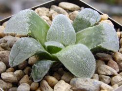 Haworthia pygmaea 'Crystallina' x pygmaea 'Powder Snow'