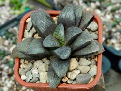 Haworthia springbokvlakensis x 'Kegani'