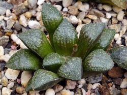 Haworthia springbokvlakensis x 'Kegani' x esterhuizenii