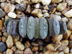 Haworthia truncata