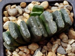 Haworthia truncata