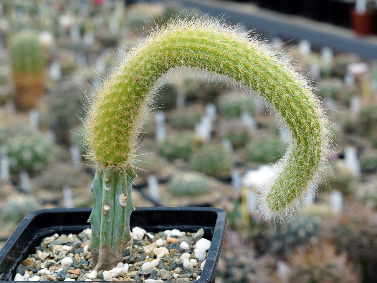 Hildewintera colademononis