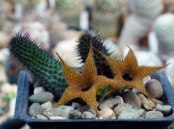Huernia pillansii