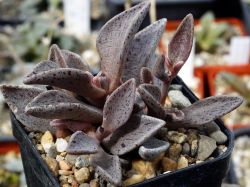 Lenophyllum guttatum