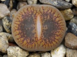 Lithops aucampiae C 002