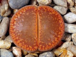 Lithops aucampiae C 333