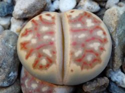 Lithops dorotheae F 357