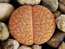 Lithops fulviceps C 170