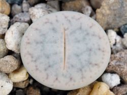 Lithops gracilidelineata v. waldroniae C 243