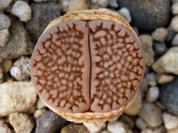 Lithops hallii C 050