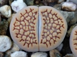 Lithops hallii C 375