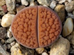 Lithops hookeri C 110