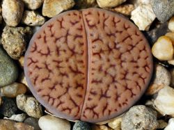 Lithops hookeri v. dabneri C 013