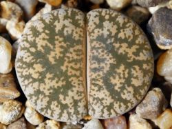Lithops lesliei C 352