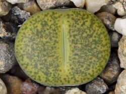 Lithops lesliei 'albinica' C 036A