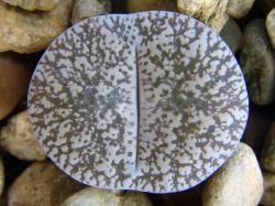 Lithops lesliei v. venteri