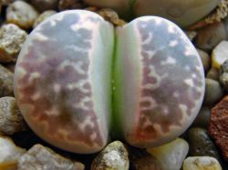 Lithops naureeniae C 304