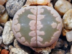 Lithops otzeniana C 128