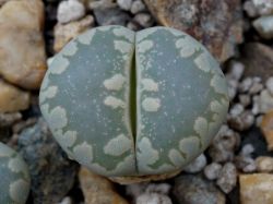 Lithops otzeniana C 280